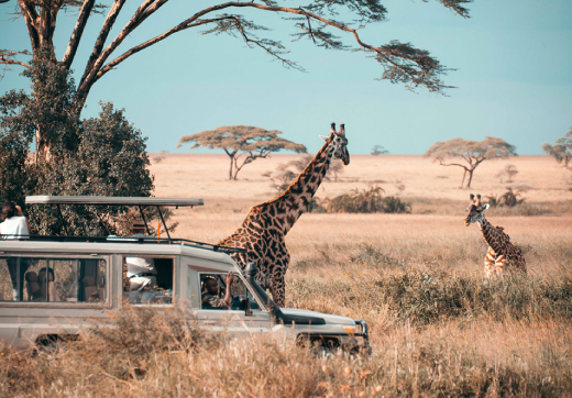 2 Days 1 Night Ngorongoro Crater Safari From Zanzibar