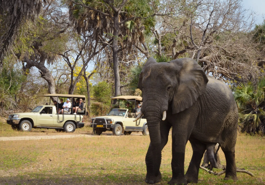 Selous Day Trip Safari From Zanzibar