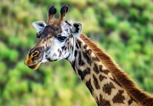 2 Days 1 Night Tarangire & Lake Manyara Safari