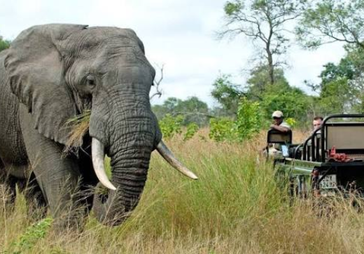 2 Days 1 Night Serengeti Safari From Zanzibar