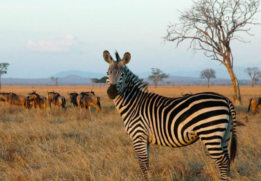 2 Days 1 Night Tarangire & Lake Manyara Safari