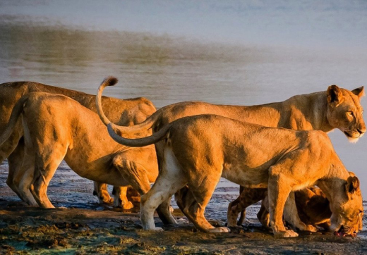 2 Days 1 Night Mikumi Safari From Zanzibar