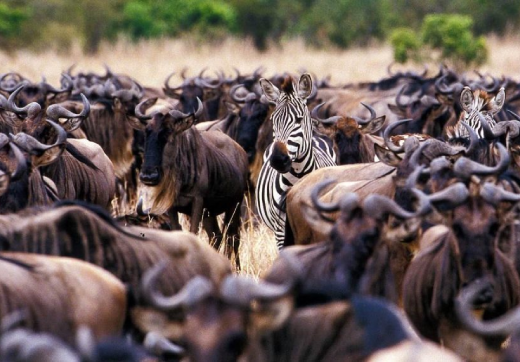 Selous Day Trip Safari From Zanzibar