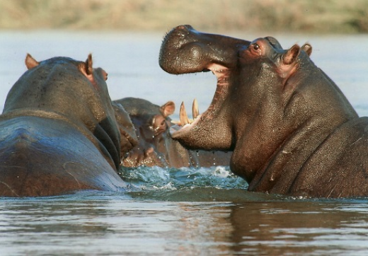 2 Days 1 Night Mikumi Safari From Zanzibar