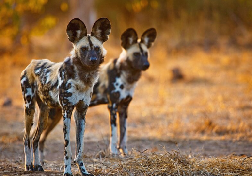 2 Days 1 Night Tarangire & Lake Manyara Safari