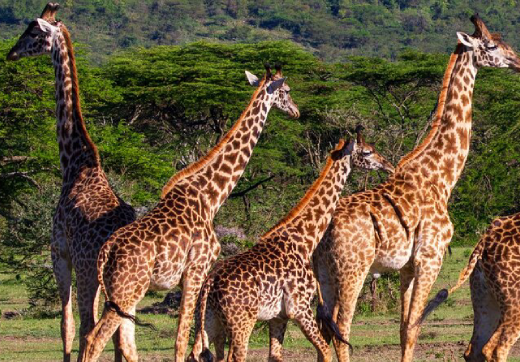 3 Days 2 Nights Serengeti Safari & Balloon From Zanzibar