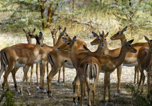 2 Days 1 Night Serengeti Safari From Zanzibar