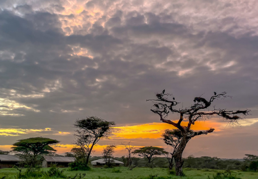 2 Days 1 Night Serengeti Safari From Zanzibar
