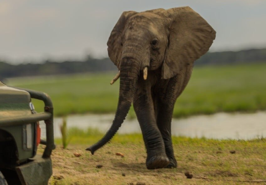 Selous Day Trip Safari From Zanzibar