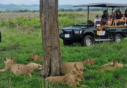 Mikumi Day Trip Safari From Zanzibar