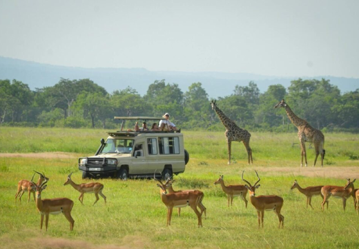 Mikumi Day Trip Safari From Zanzibar