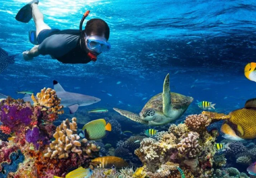 Mnemba Snorkeling