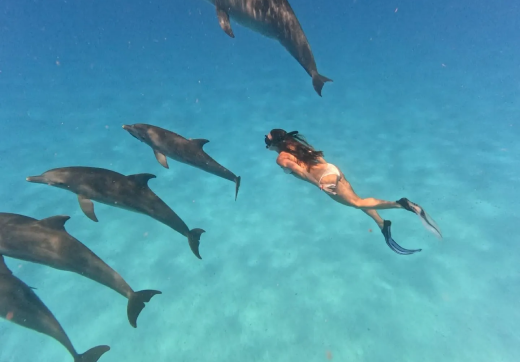 Dolphin Tour Kizimkazi