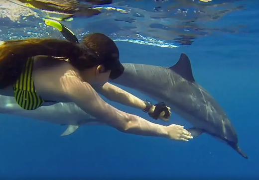 Dolphin Tour Kizimkazi