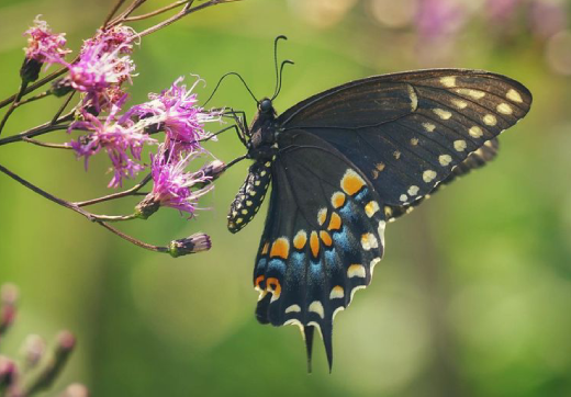 Jozani + Kuza + Butterfly