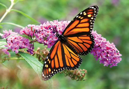 Jozani + Kuza + Butterfly