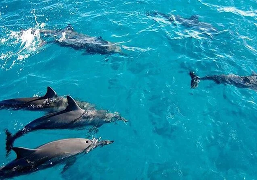 Dolphins Tour