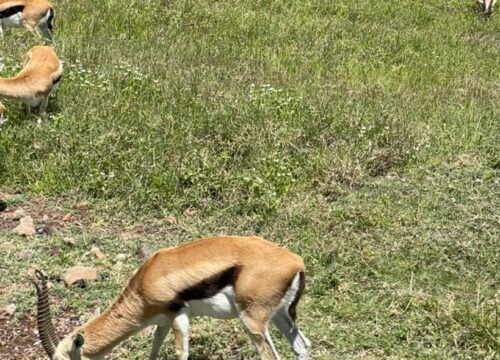 3 Days Serengeti Safari from Zanzibar
