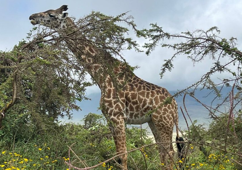 Tanzania