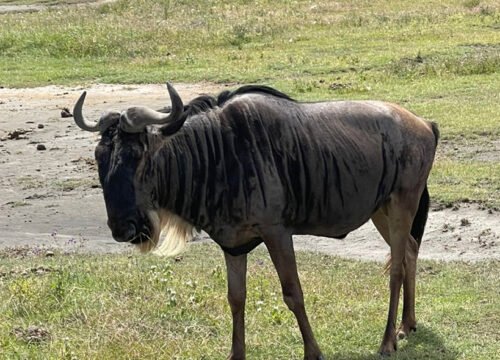 2 Days Safari from Zanzibar to Tarangire & Ngorongoro