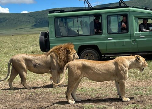 Selous Day Trip Safari From Zanzibar