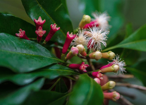 Spice Farm Tour