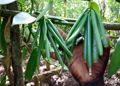 Spice farm & Stone Town